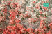 SHORT SUMMER BLOSSOM TUFT SILFLORETTES